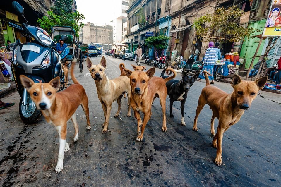 'No Way Home': In India, 6.2 crore dogs and 91 lakh cats are homeless: Report - Vimarsana News