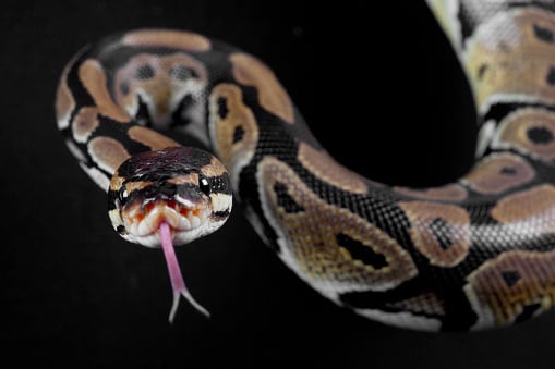 Surprise cameo that nobody saw coming! 14-feet python travels secretly with passengers in private bus - Vimarsana News