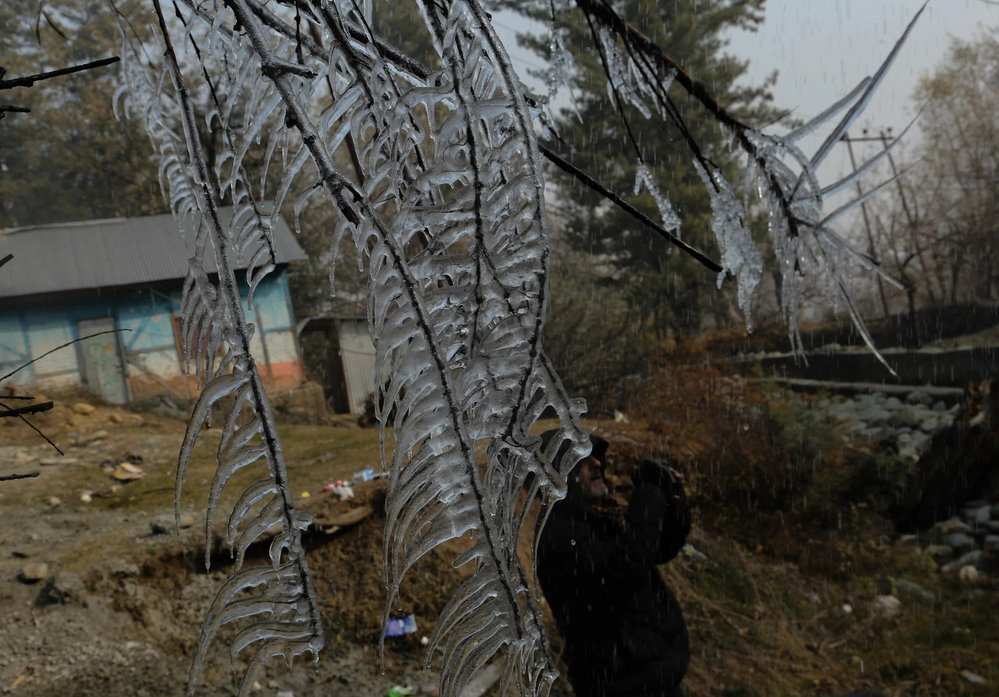 Icicles hang from the tree branch during a cold winter day in Tangmarg area of north Kashmir.
