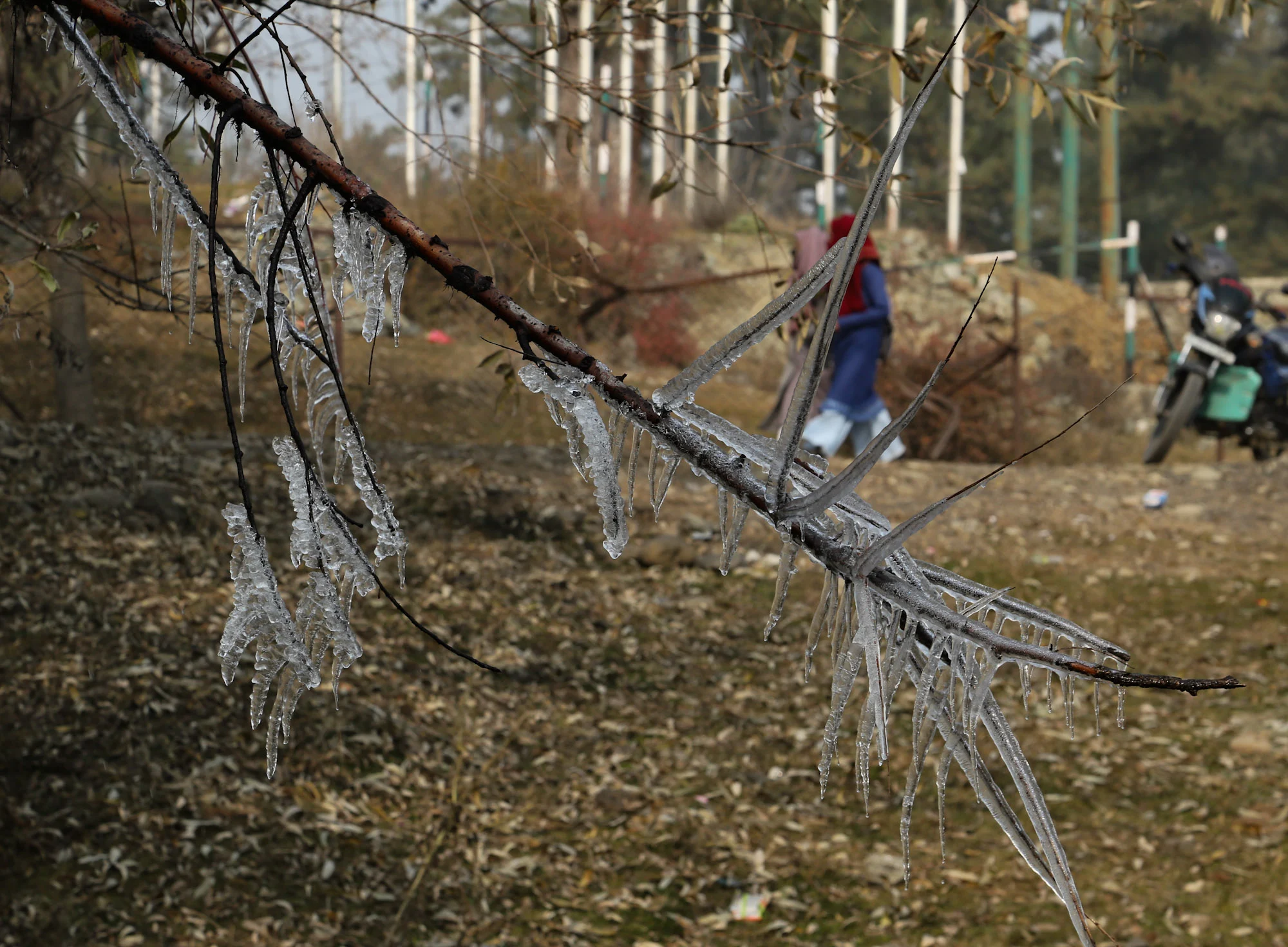 Icicles hang from the tree branch during a cold winter day in Tangmarg area of north Kashmir.