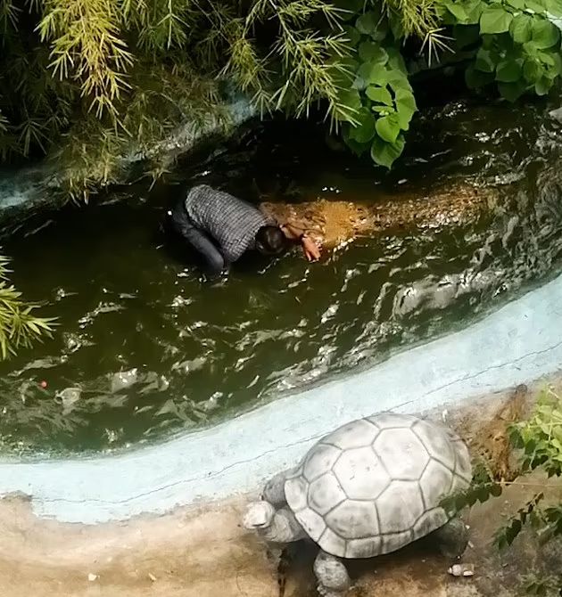 Tourist attacked by 12-feet crocodile while clicking selfie with it - Vimarsana News
