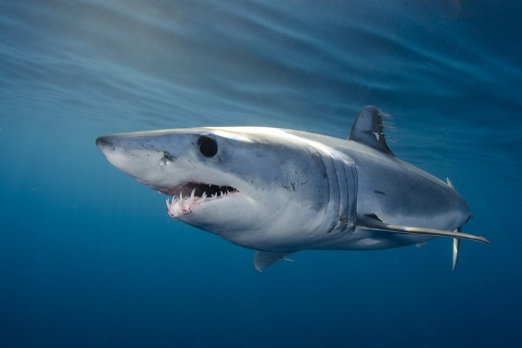 Endangered North Atlantic shortfin mako shark gets protection - Vimarsana News