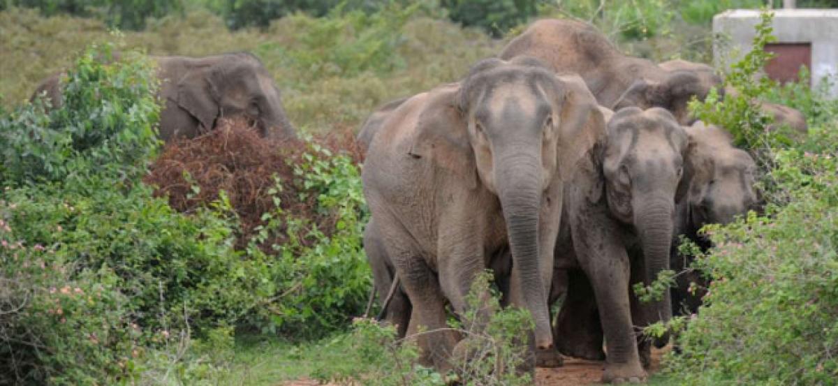 Chhattisgarh: 61-year-old tribal lady trampled to death by herd of elephants - Vimarsana News