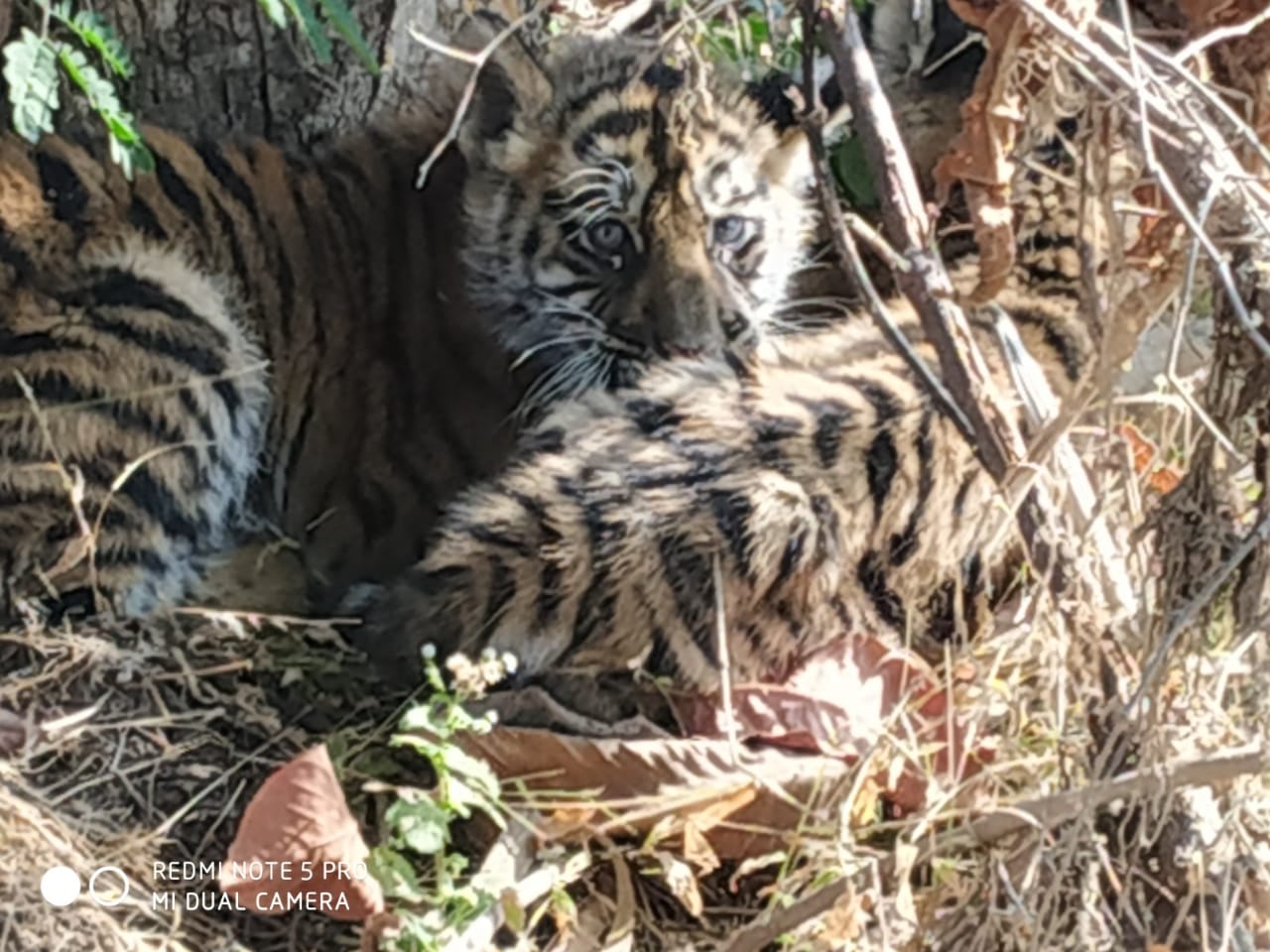 Katni: Panic grips villagers as two tiger cubs spotted in Jhiriya village - Vimarsana News