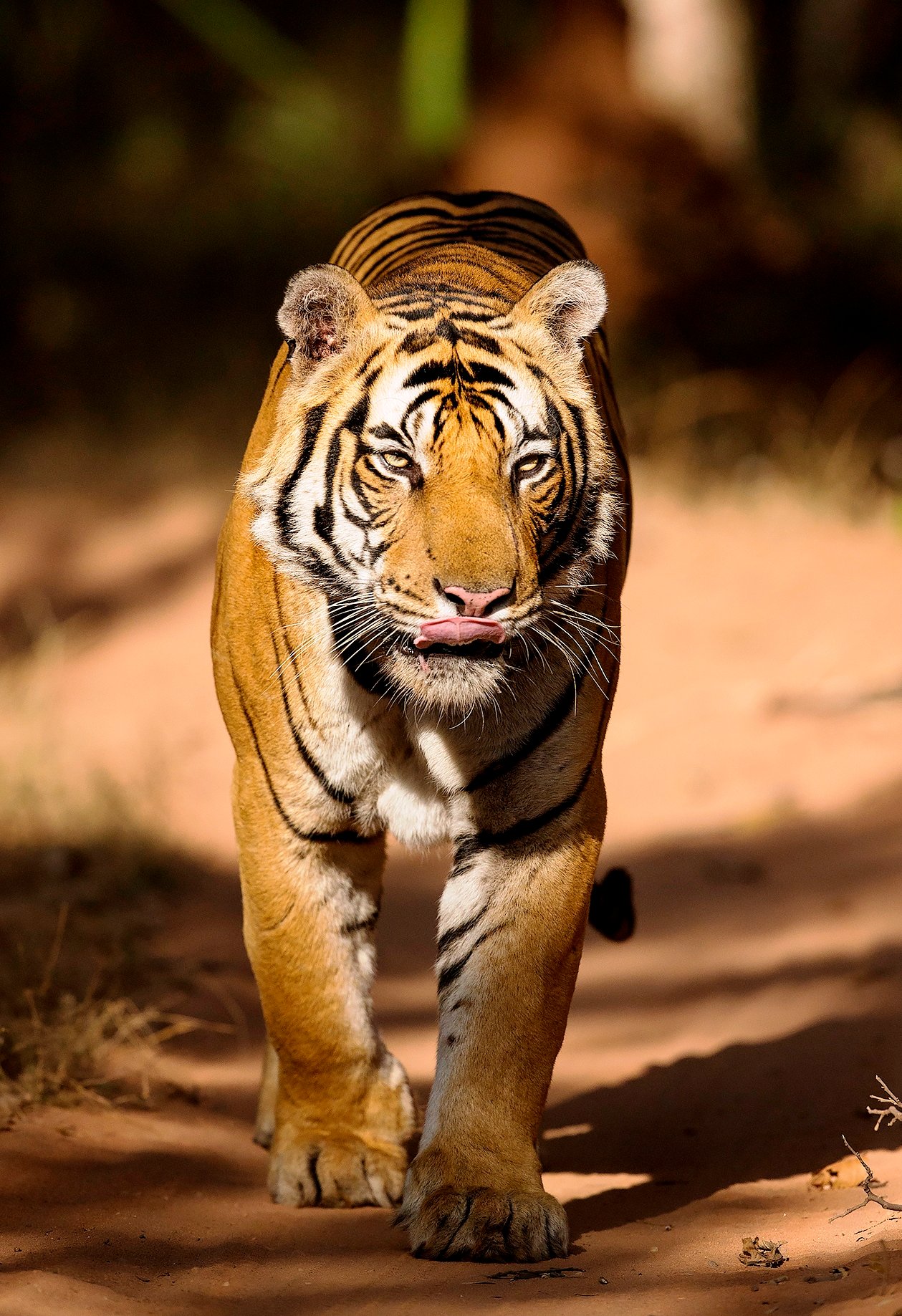 Maharashtra: 59-year-old contractual worker of Chandrapur Super Thermal Power Station killed in tiger attack - Vimarsana News