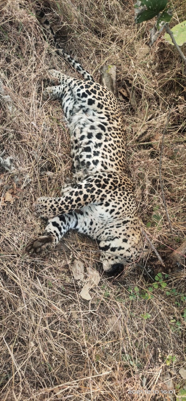 Madhya Pradesh: Carcass of leopard found in forest - Vimarsana News
