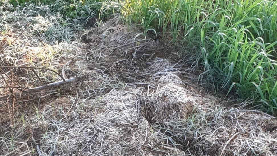 Madhya Pradesh: Cold wave hits district, MLA demands survey of crop damage due to frost - Vimarsana News