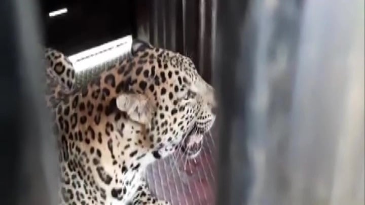 Madhya Pradesh: Cat and mouse game ends after five days, missing leopard cub miraculously surfaces at forest department office - Vimarsana News