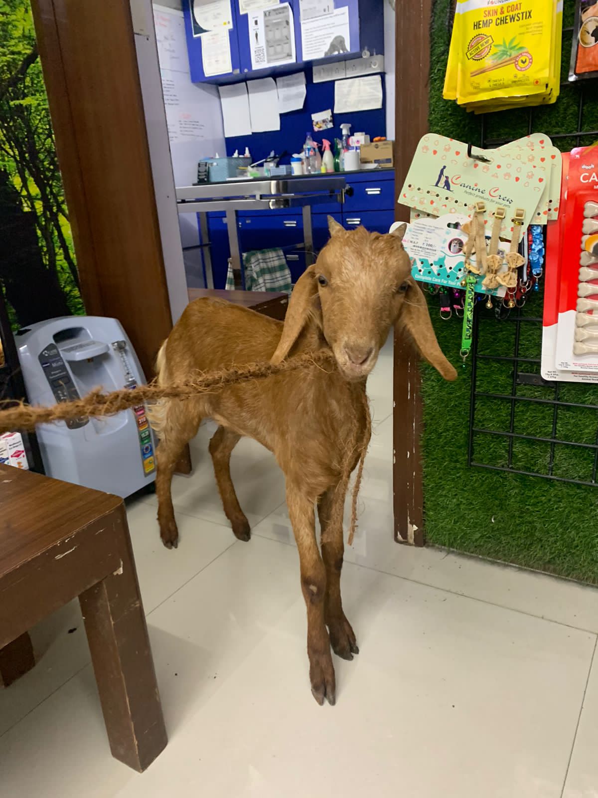 Thane: Activist rescues goat from getting slaughtered, arrested for alleged theft - Vimarsana News