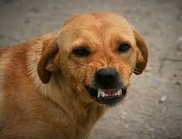 Bhopal: Dog bit me after owner's gesture, says 50-yr-old woman - Vimarsana News