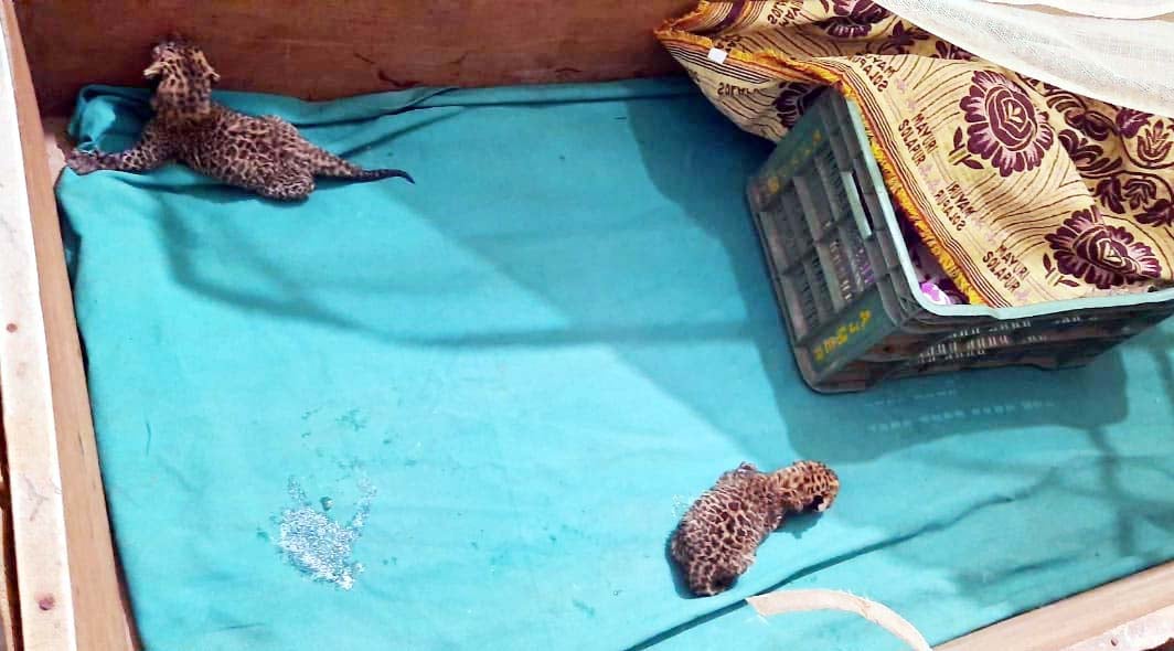 Bhopal: Rescued leopard cubs die in Van Vihar - Vimarsana News