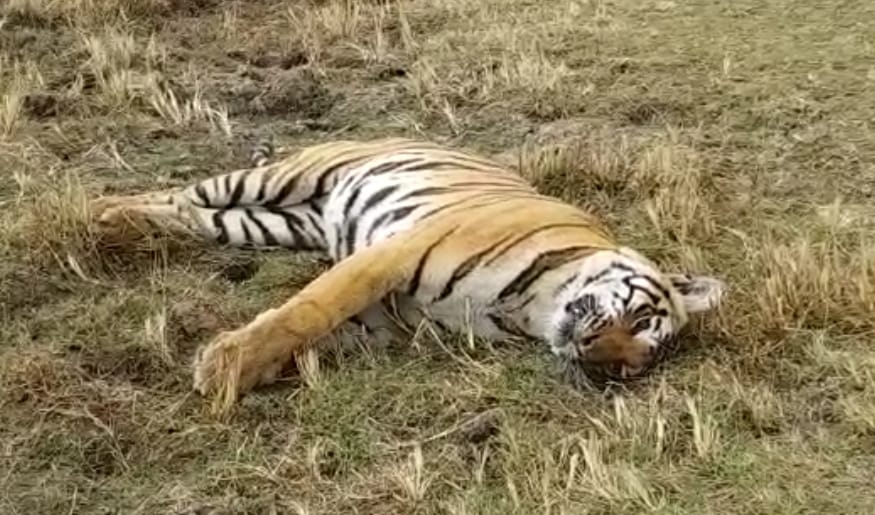 Tiger found dead in MP's dindori district - Vimarsana News