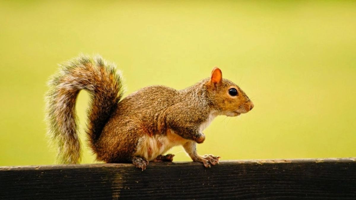 Squirrel injures 18 in two days of attack in UK's Buckley - Vimarsana News