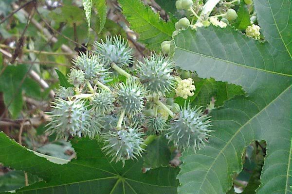 Jabalpur: 11 students fall seriously ill after consuming castor seeds - Vimarsana News