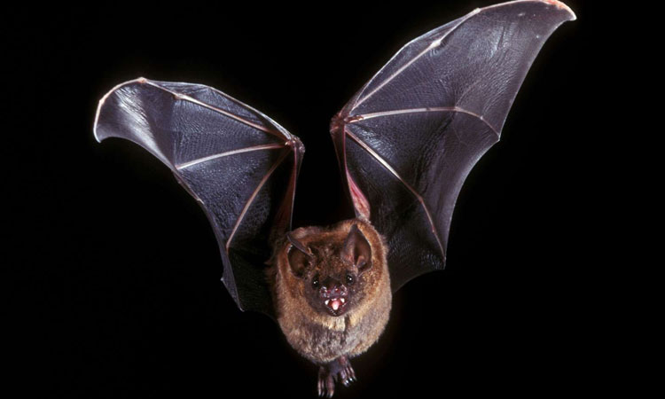 Viral evolution in animals could reveal future of COVID-19: Study - Vimarsana News