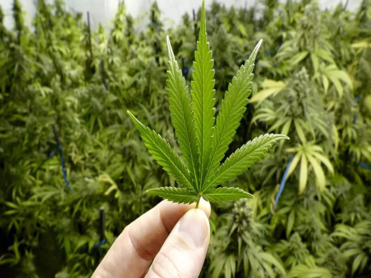 Fresh ganja cultivation on forest land near Indo-Bangladesh border cause of concern: BSF - Vimarsana News