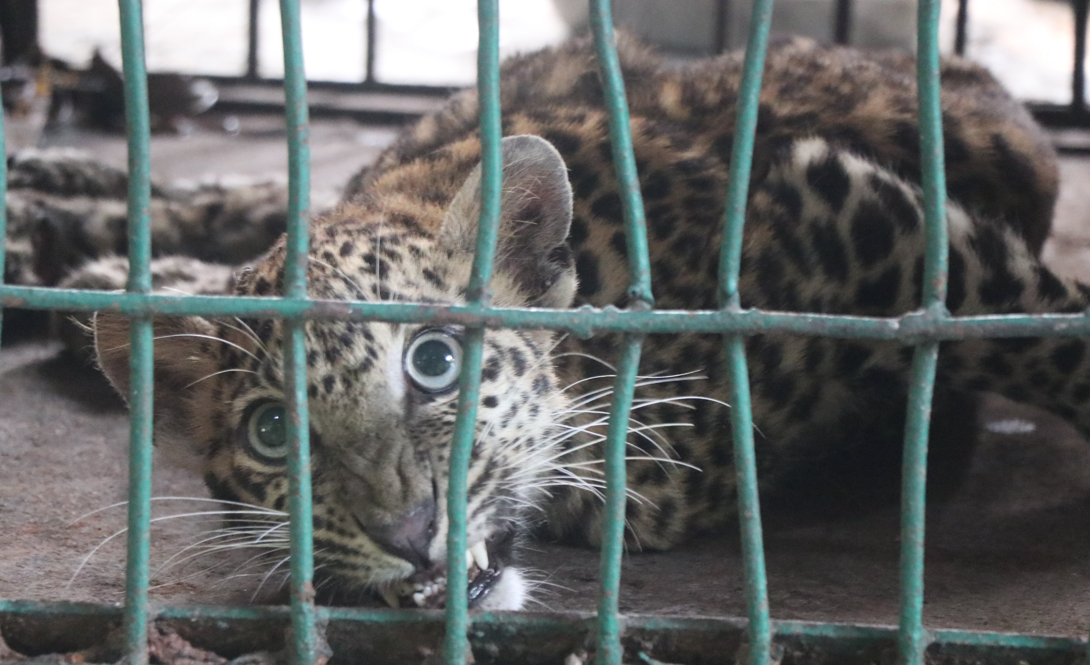 Indore: Officials mull over shifting injured leopard to Van Vihar - Vimarsana News