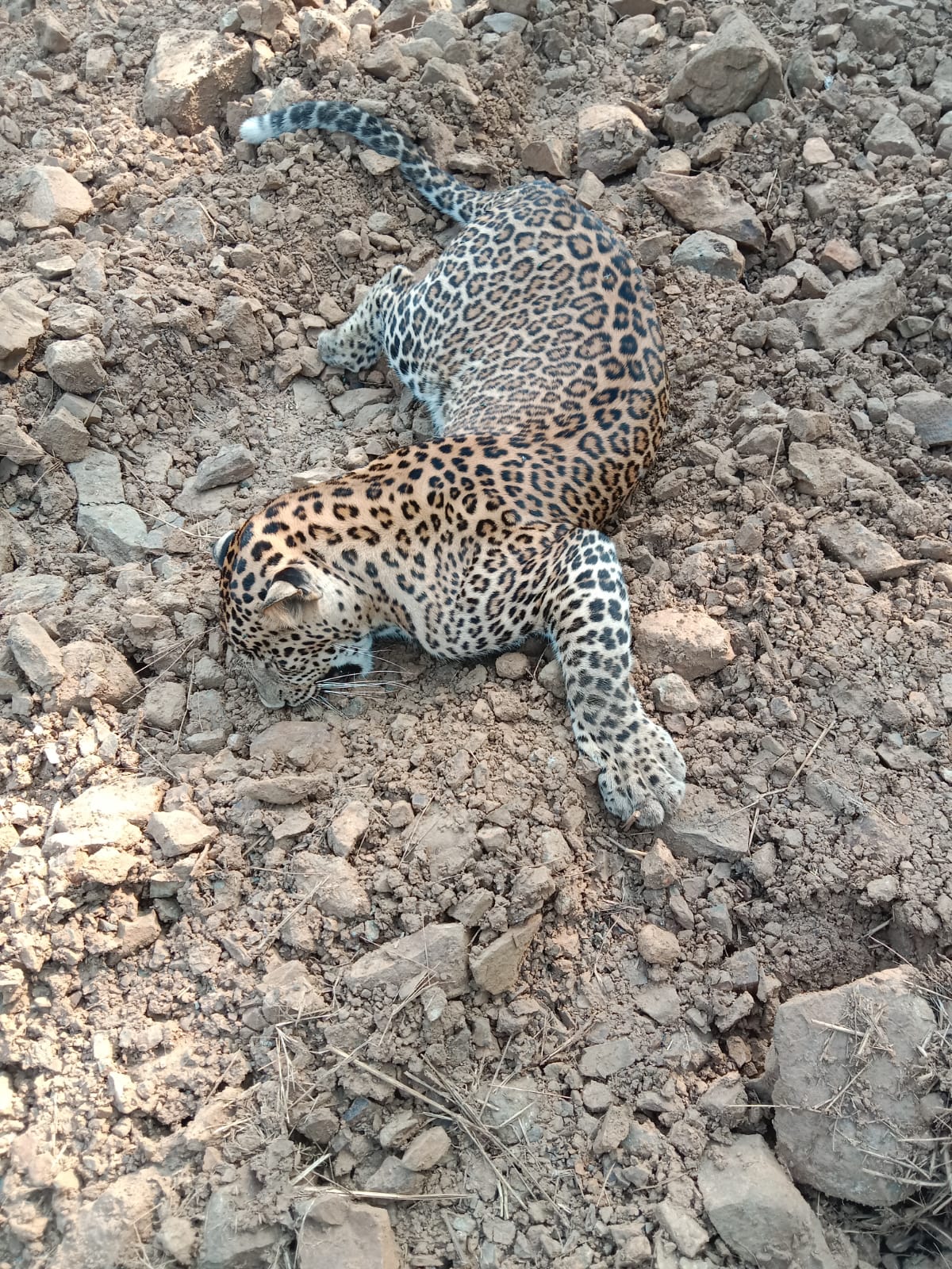 Thane: Carcass of a leopard found in Yeoor range of Sanjay Gandhi National Park; officials suspect hit and run - Vimarsana News