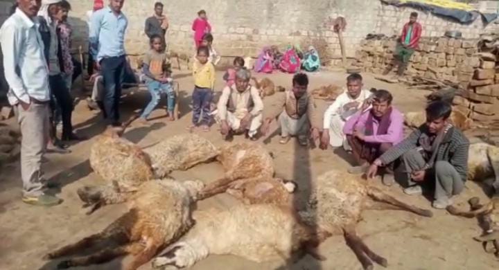 Shivpuri: Leopard kills 30 sheep in district - Vimarsana News