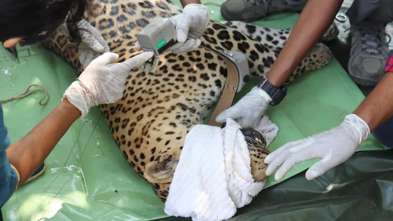 Mumbai: Third leopard radio-collared and released in Sanjay Gandhi National Park - Vimarsana News