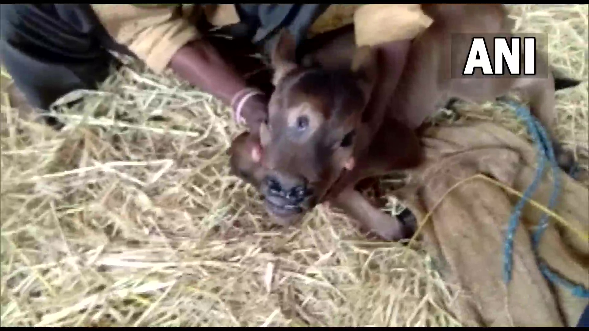 Chhattisgarh: Calf with 3 eyes, 4 nose holes gets called incarnation of Lord Shiva - Vimarsana News