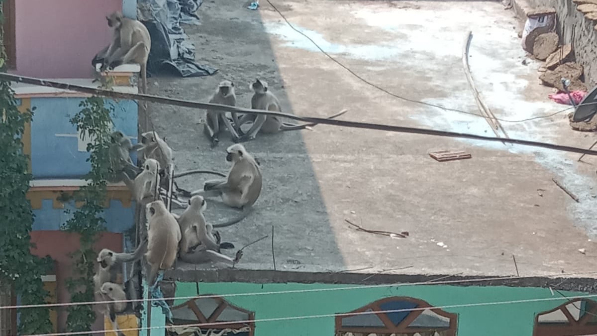 Man-animal conflict in Sardarpur: Villagers continue to suffer for no monkey business - Vimarsana News