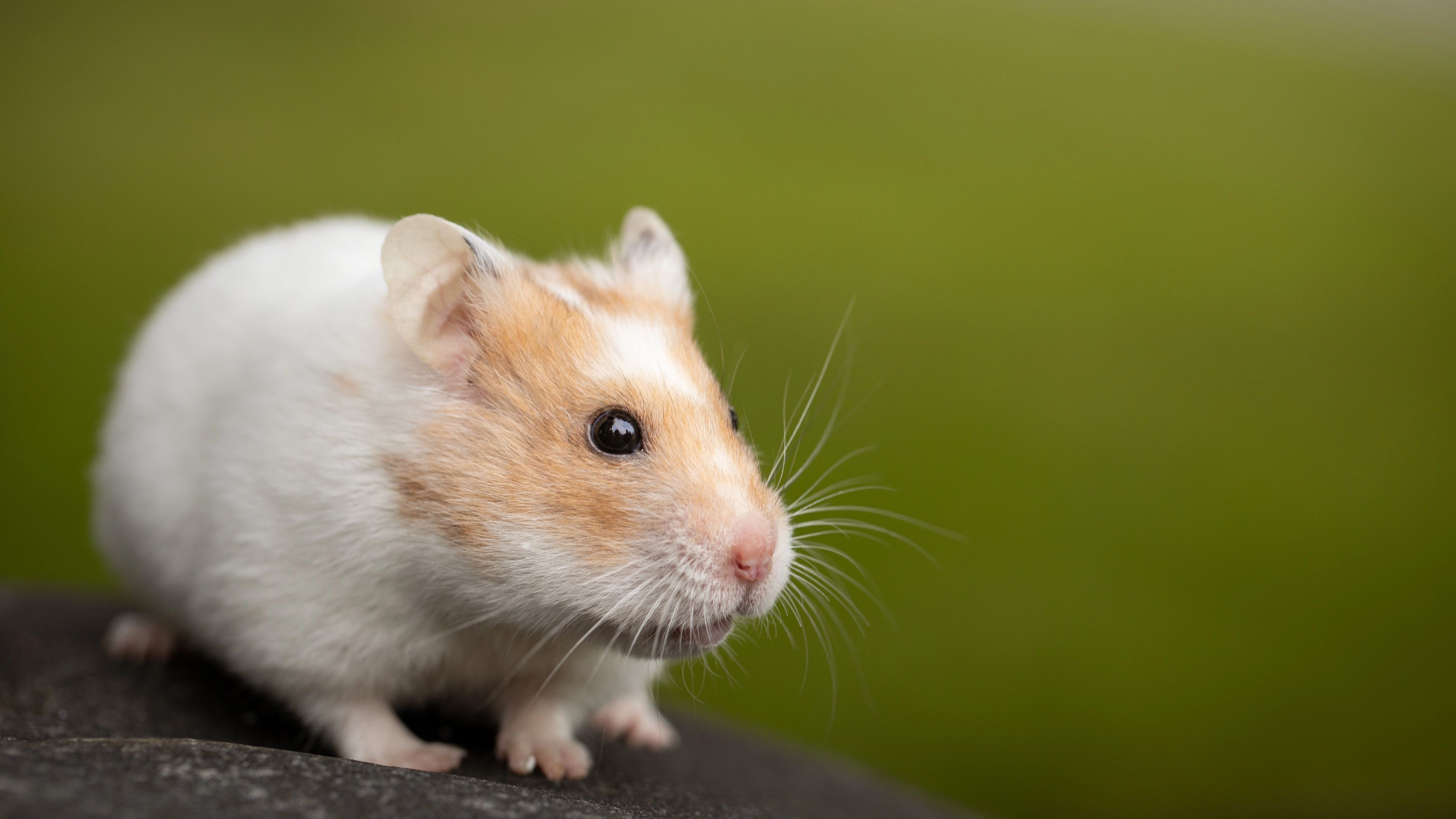 Hong Kong to kill 2,000 small animals after hamsters in pet store test positive for COVID-19 - Vimarsana News