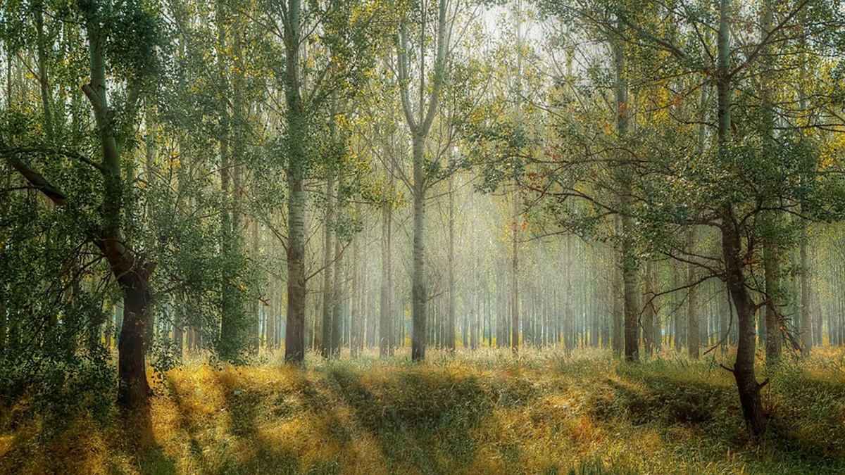 FPJ Edit | Forest report: Missing the wood for the trees - Vimarsana News