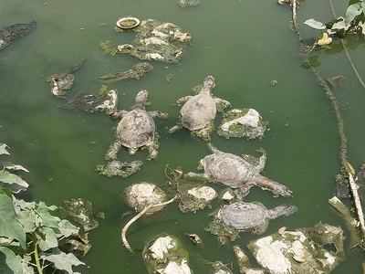 Mumbai: Dozens of Indian flapshell turtles found dead in Kalyan lake; wildlife experts suspect deliberate poisoning - Vimarsana News