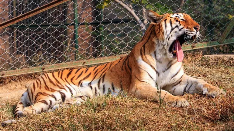 Uttar Pradesh: 12-year-old girl dies in tiger attack - Vimarsana News