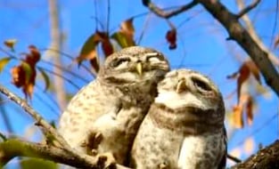 IFS officer shares photo of two 'love' owls from Bhandara; calls it 'pre wedding shoot' - Vimarsana News