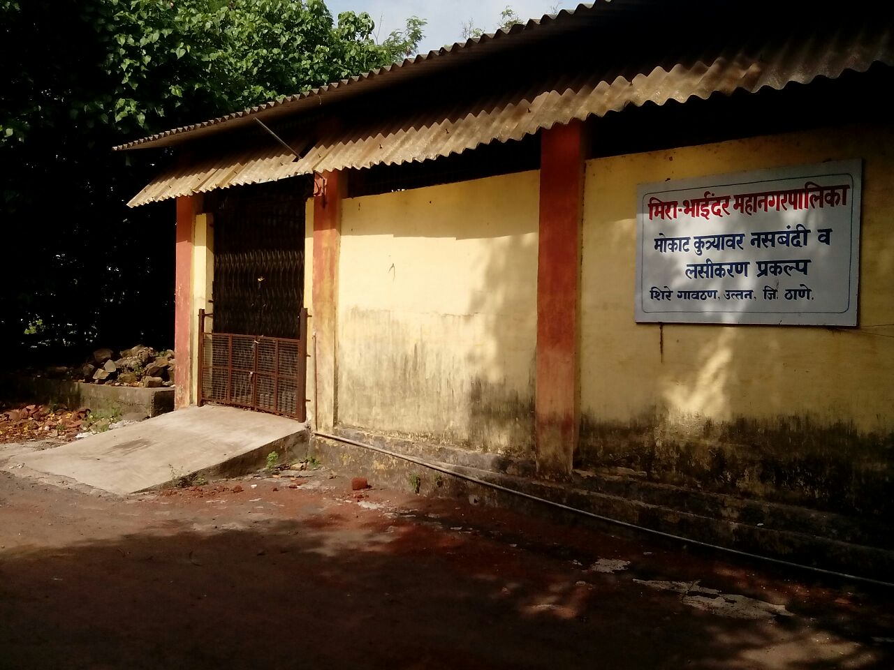 Mira Bhayandar: MBMC sterilizes 10,000 dogs under Animal Birth Control project in last four years - Vimarsana News