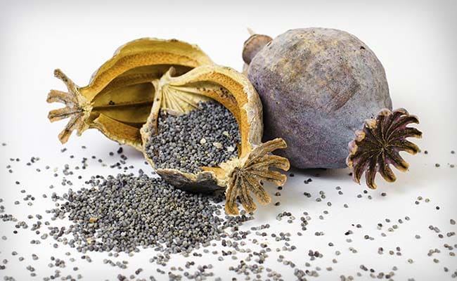Neemuch: Drugs worth crores seized, 19 peddlers arrested - Vimarsana News