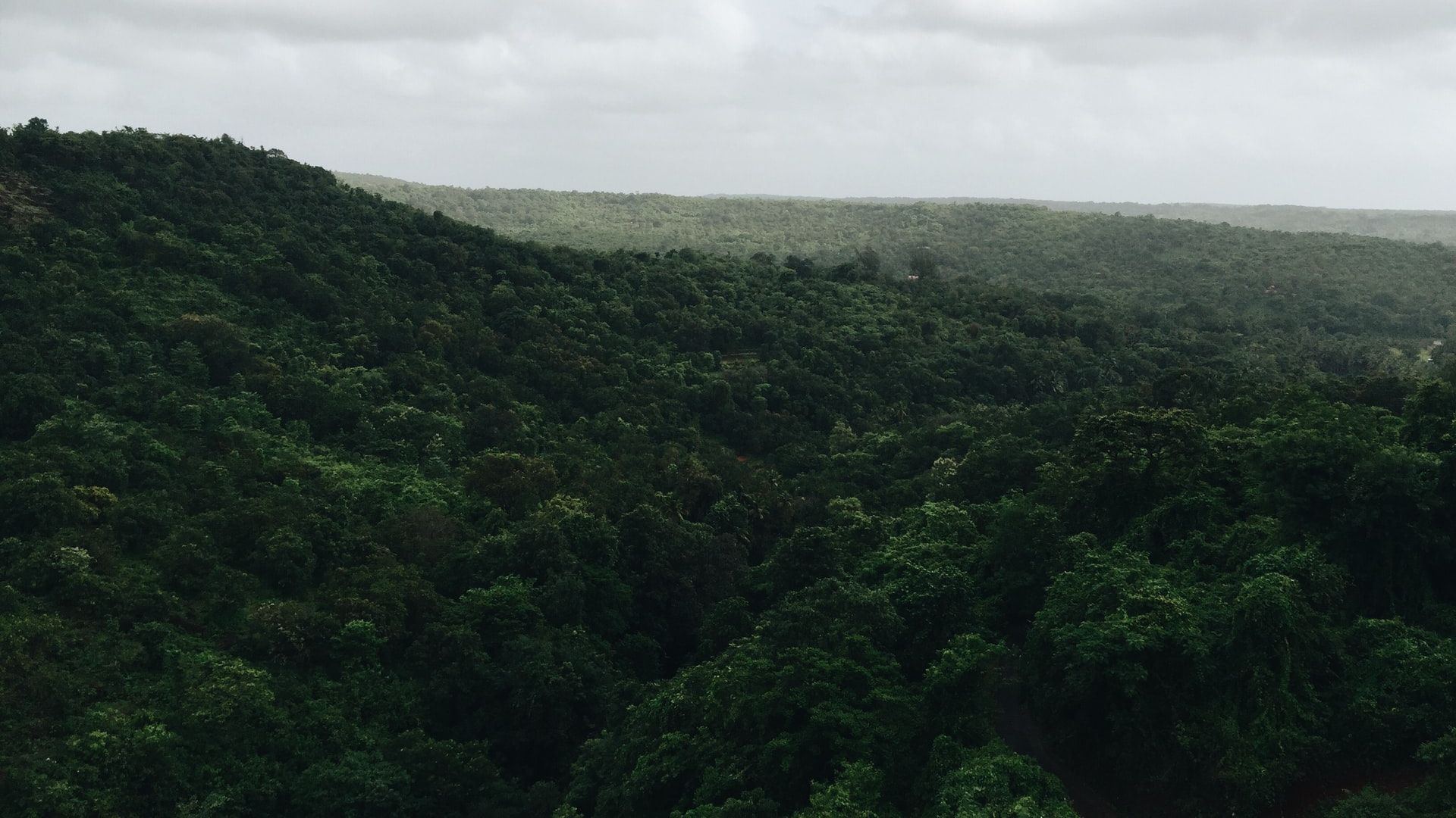 Indore: Dense forest to be developed in Sanwer Road industrial area - Vimarsana News