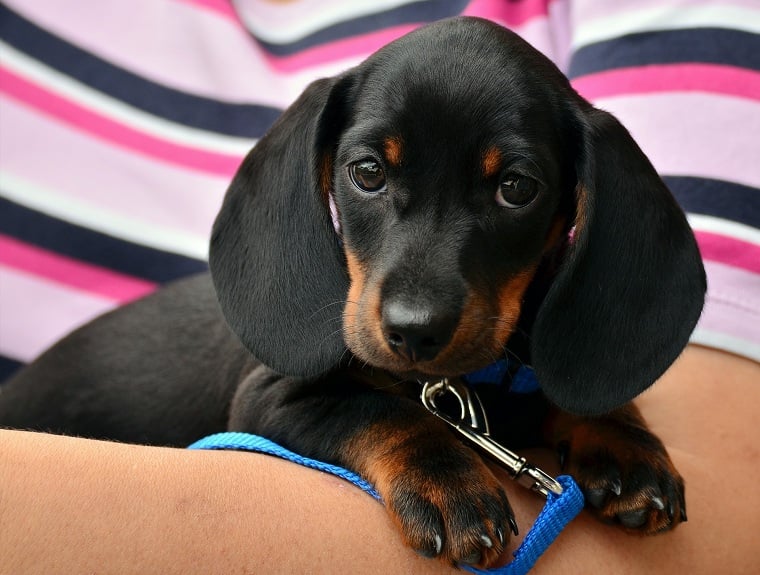 Symptoms, precautions... All you need to know about epilepsy in pets - Vimarsana News