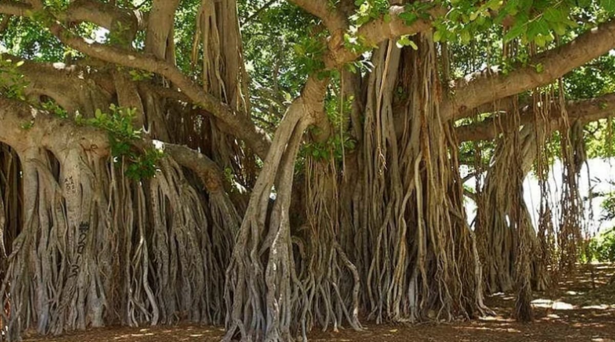 Mumbai: City's first-ever heritage tree survey to be conducted​ - Vimarsana News