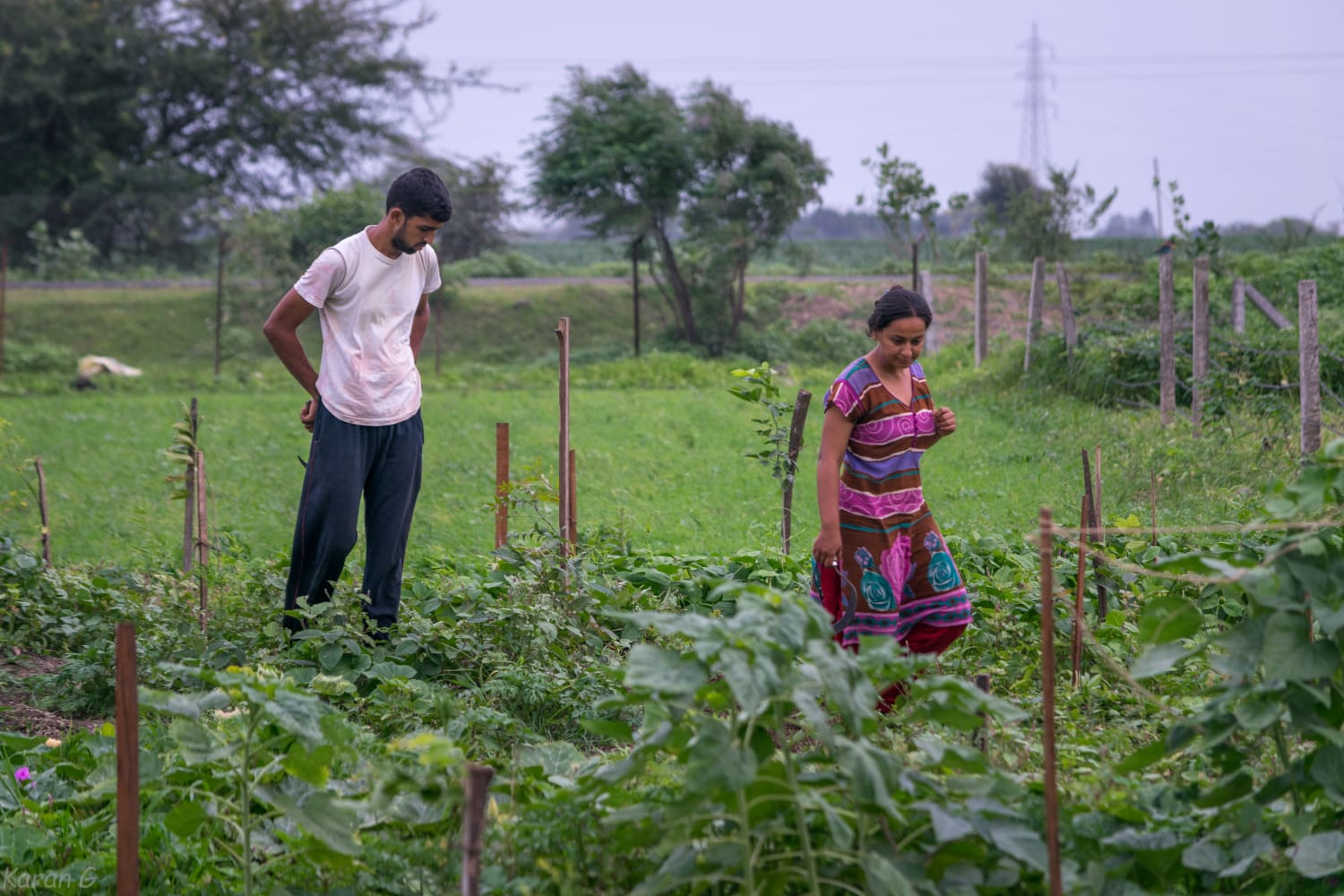 Bhopal: IITian couple toils in field, grow their own food - Vimarsana News