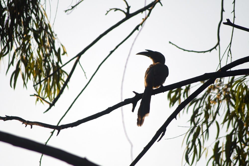 Bhopal: 34 species of bird spotted at RMNH - Vimarsana News