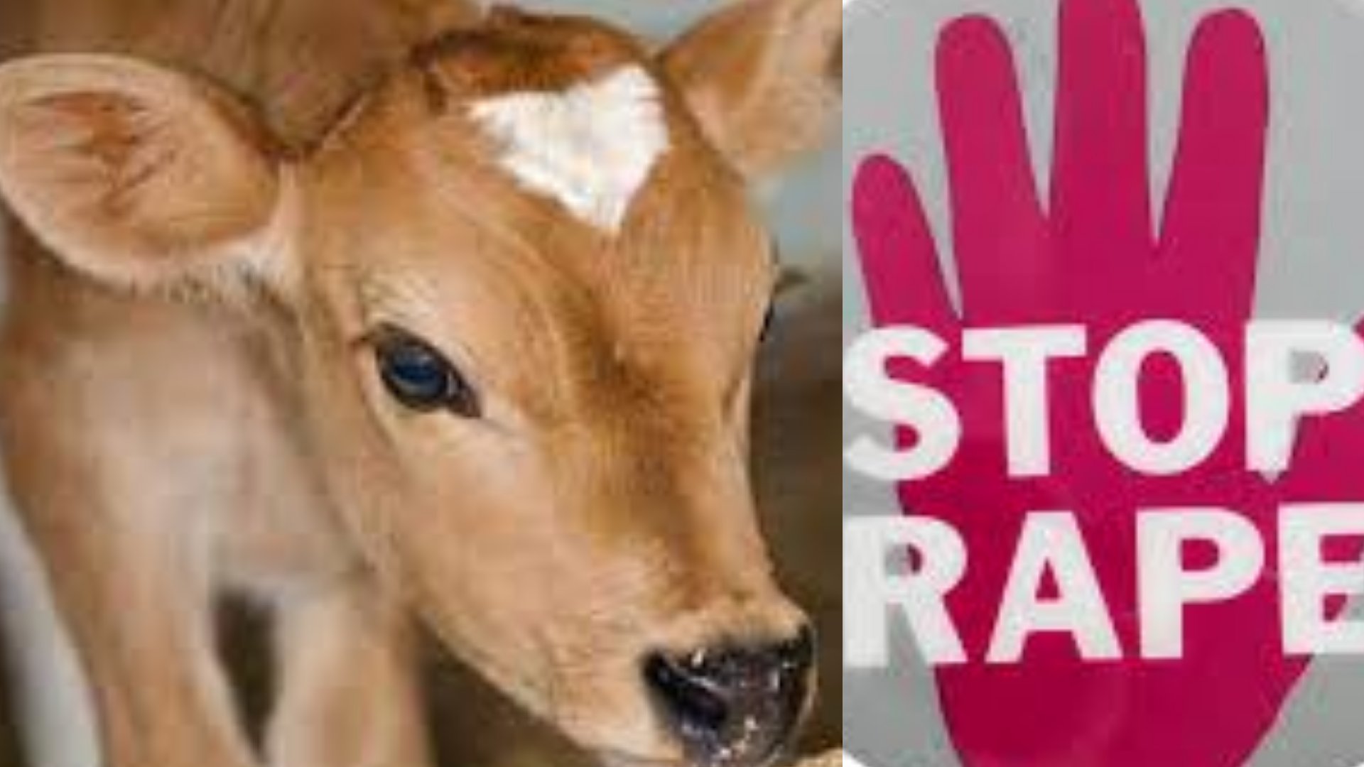 Rajasthan: 4 Men held for allegedly raping calf - Vimarsana News