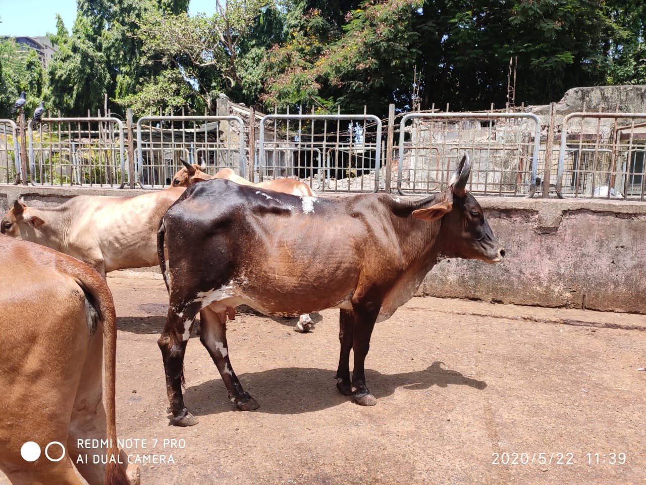 Mumbai: BMC rescues 850 stray cattle in year, recovers Rs 10 lakh penalty - Vimarsana News