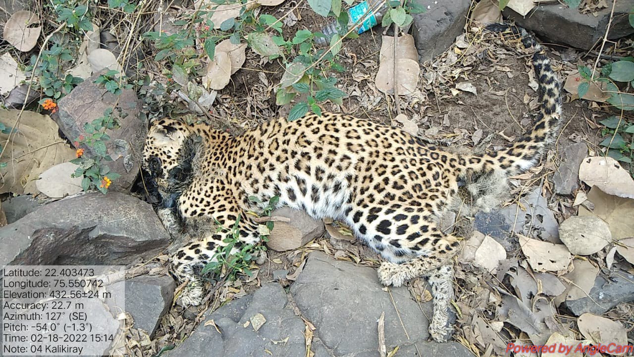 Indore: Second female leopard dies in 15 days, no injury marks found on the body that was found after five days in the forests of Manpur - Vimarsana News