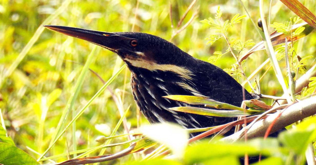 Bhopal: Bhoj Wetland has over 207 species of birds including dozen rare species - Vimarsana News