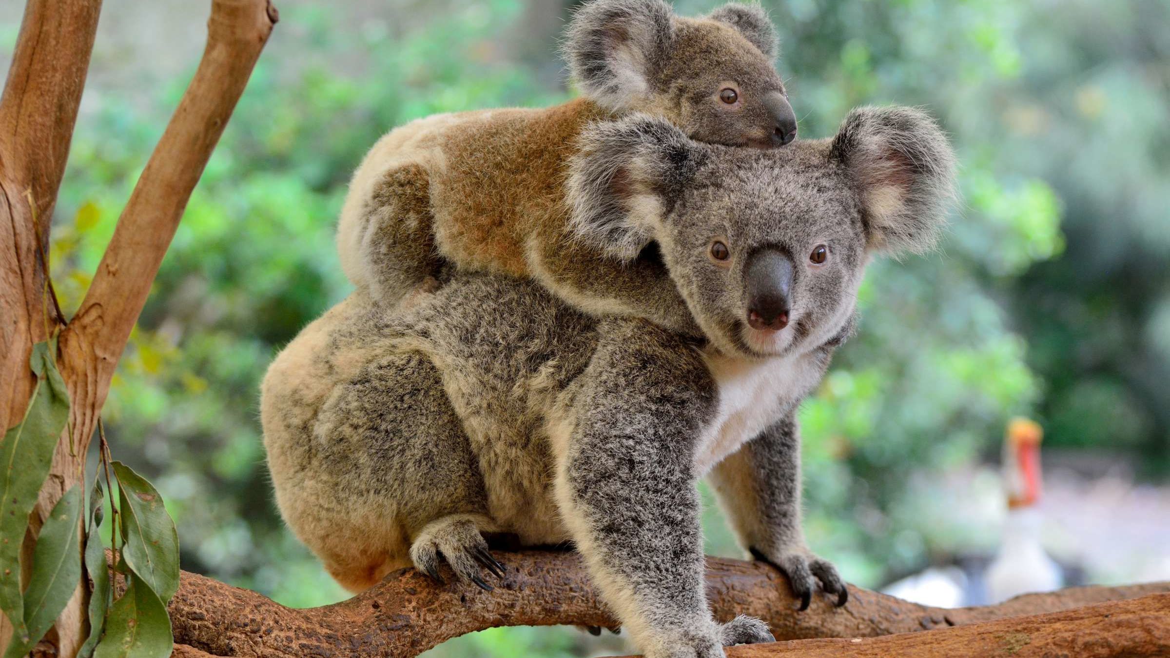 Australian conservation group wants koalas to be listed as 'endangered' - Vimarsana News