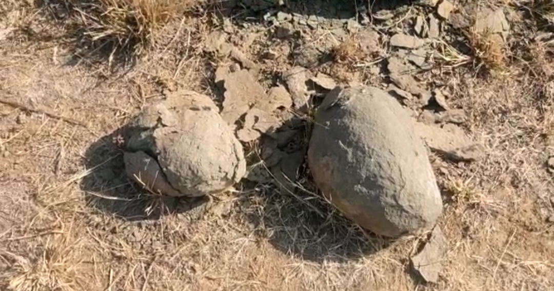 Barwani: Dinosaur eggs found in Varla forest circle, claim archaeologist; geological expert differs - Vimarsana News