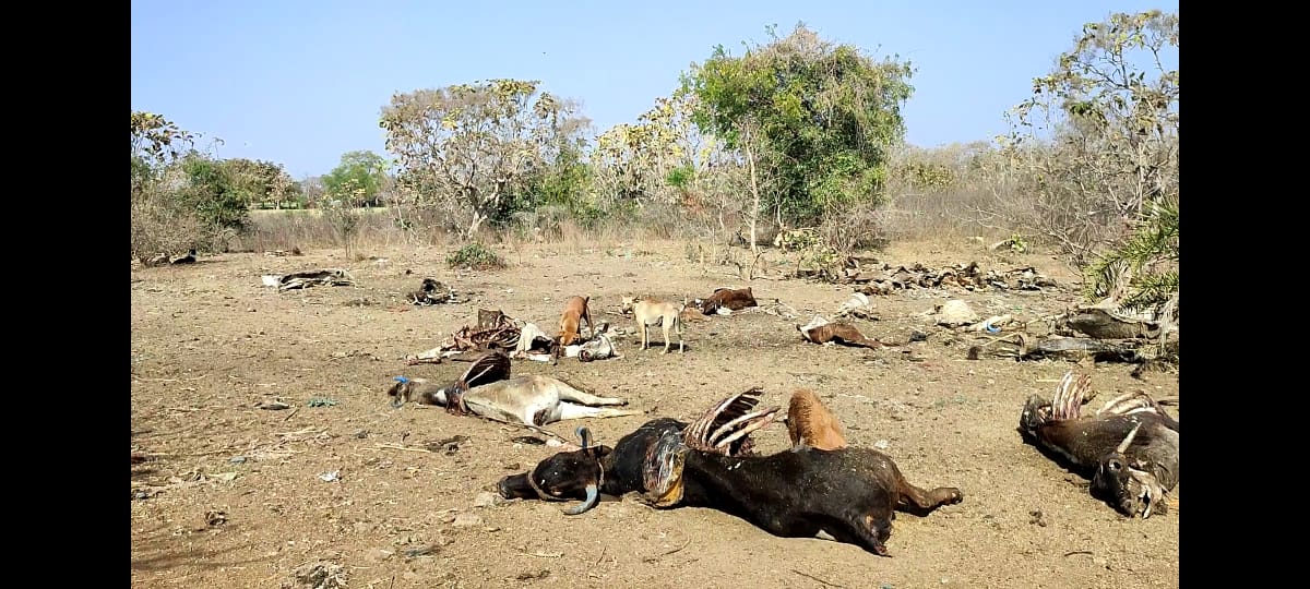 Indore: Nearly 200 cows found dead in cowshed in city - Vimarsana News