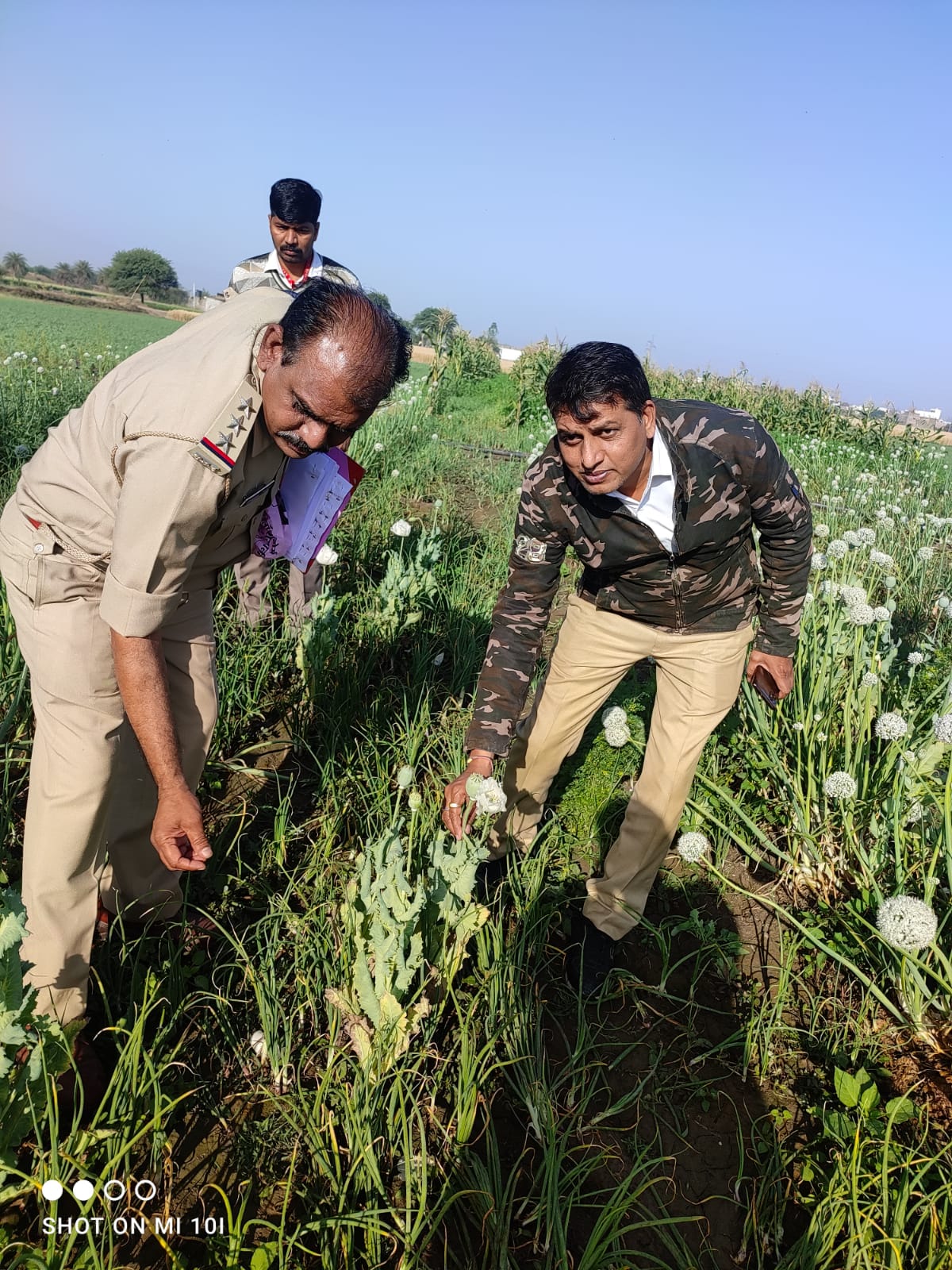 Indore: 200 saplings of opium seized from Dhar farm - Vimarsana News