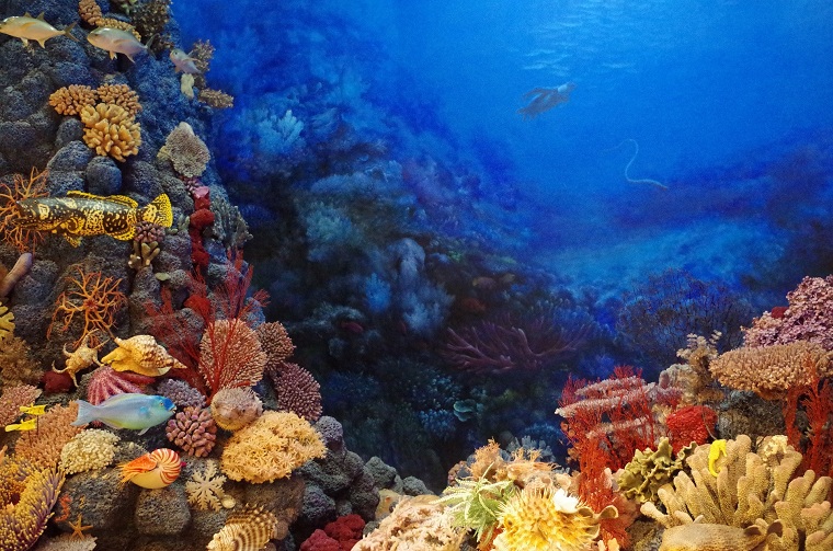 Study finds corals can be 'trained' to tolerate heat stress - Vimarsana News