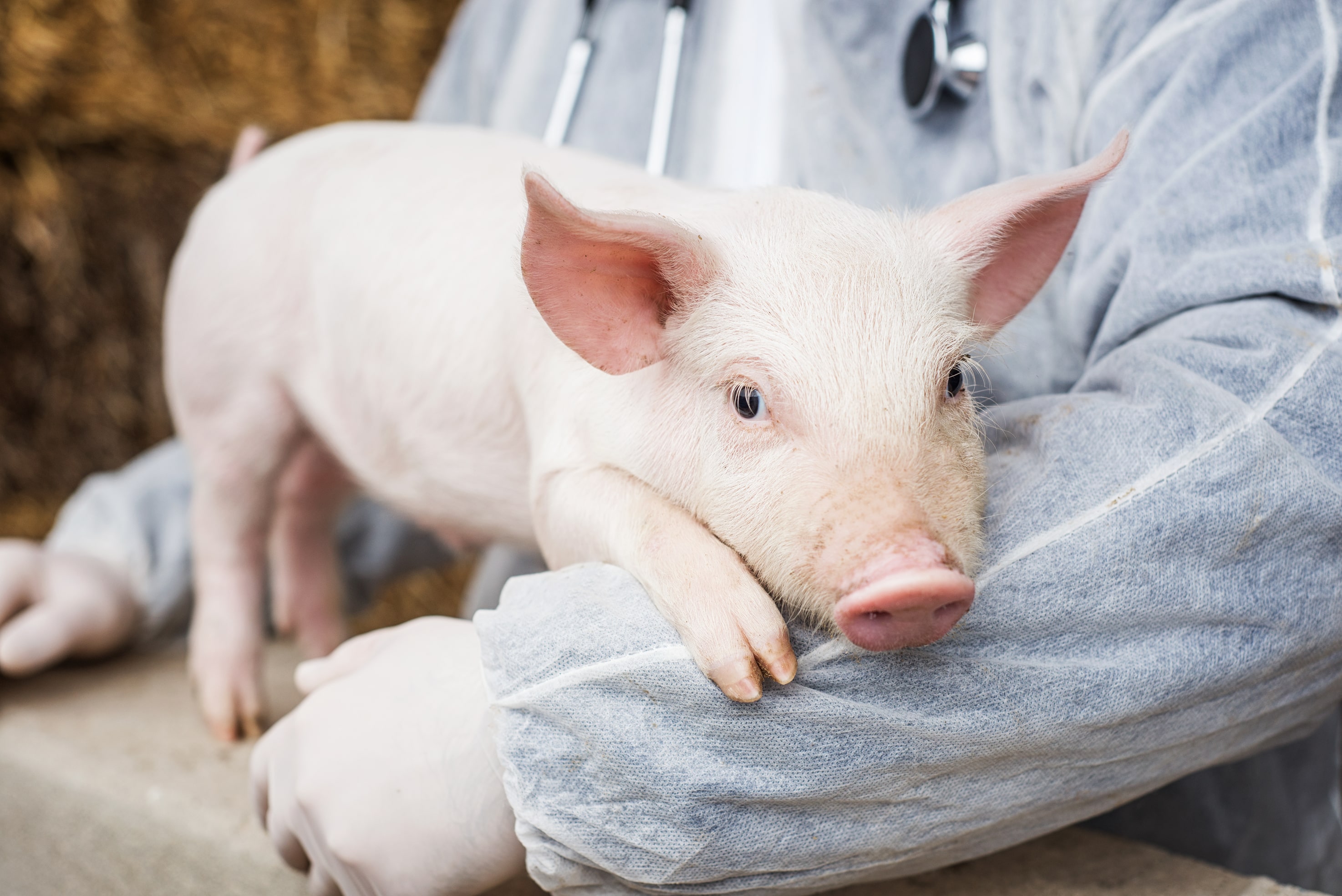 Can animal to human transplantation turn successful in near future? Here's what experts say - Vimarsana News