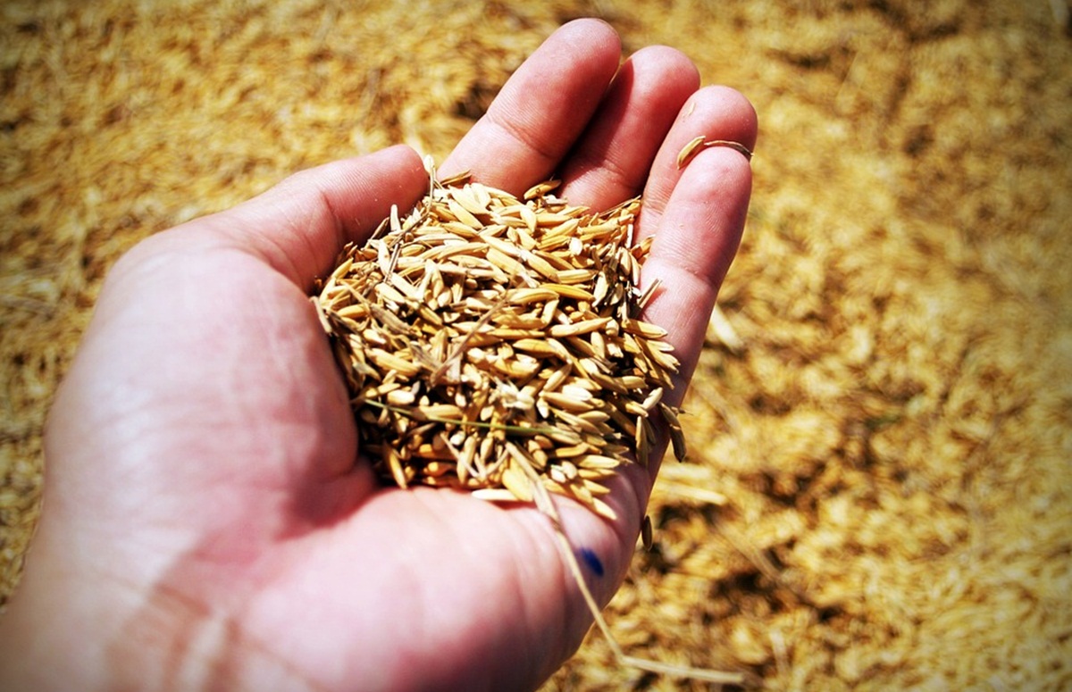 Three-day Rice and Grains Festival receives an overwhelming response in Panvel - Vimarsana News