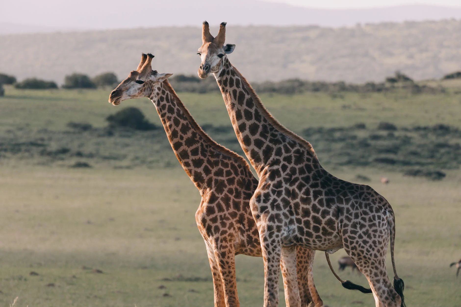 Gujarat: 3 Giraffes, 46 other exotic animals, birds perished in Statue of Unity Jungle Safari in 2 years - Vimarsana News